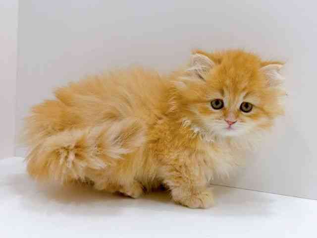 広島県のミヌエット (ひごペットフレンドリーフジグラン神辺店/2026年1月17日生まれ/女の子/レッドタビー)の子猫の2枚目の画像