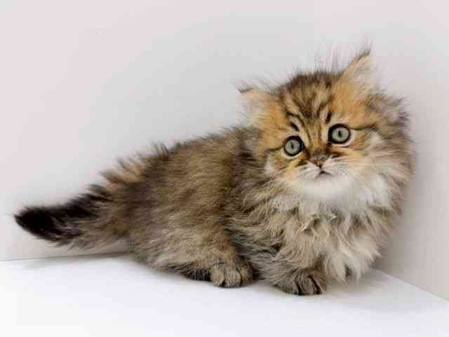 広島県のミヌエット (ひごペットフレンドリーフジグラン神辺店/2026年1月17日生まれ/男の子/ブラウンタビー)の子猫の2枚目の画像