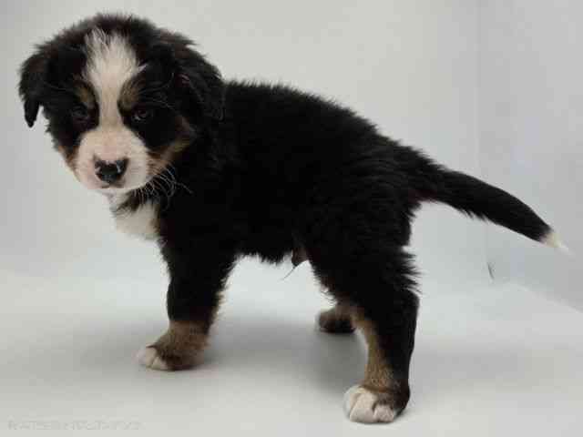 島根県のバーニーズマウンテンドッグ (ひごペットフレンドリーイオンモール出雲店/2026年1月17日生まれ/男の子/ブラックラストホワイト)の子犬の2枚目の画像