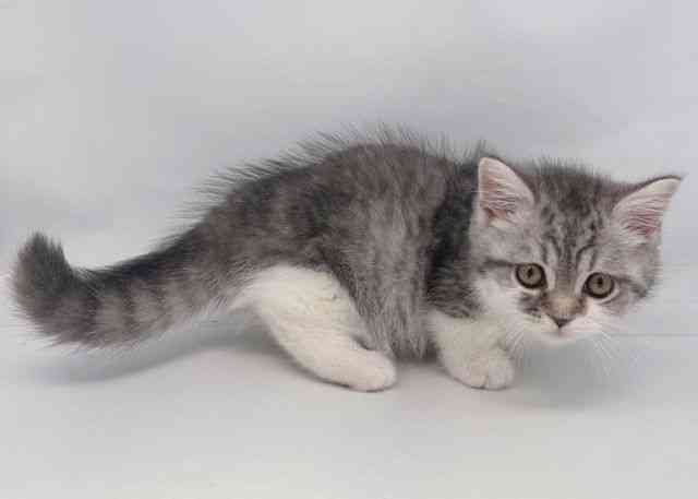 鳥取県のマンチカン (ひごペットフレンドリーイオンモール鳥取北店/2026年1月15日生まれ/男の子/シルバータビーホワイト)の子猫の2枚目の画像