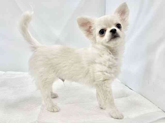 高知県のチワワ(ロング) (ひごペットフレンドリーイオンモール高知店/2026年1月14日生まれ/男の子/ホワイトクリーム)の子犬の2枚目の画像