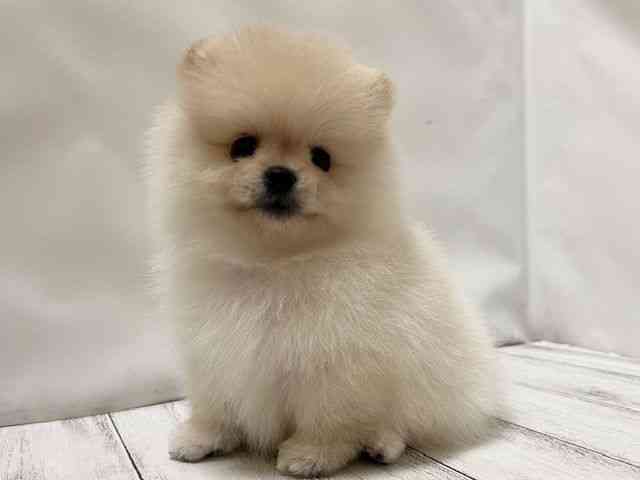 和歌山県のポメラニアン (ひごペットフレンドリーパームシティ和歌山店/2026年1月12日生まれ/男の子/ホワイト)の子犬の2枚目の画像