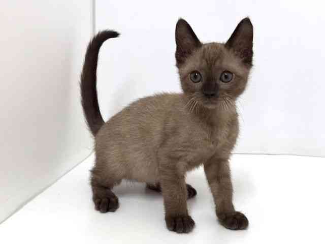 大阪府のバーミーズ (ひごペットフレンドリーベルファⅡ都島店/2026年1月15日生まれ/男の子/シャンパン)の子猫の2枚目の画像