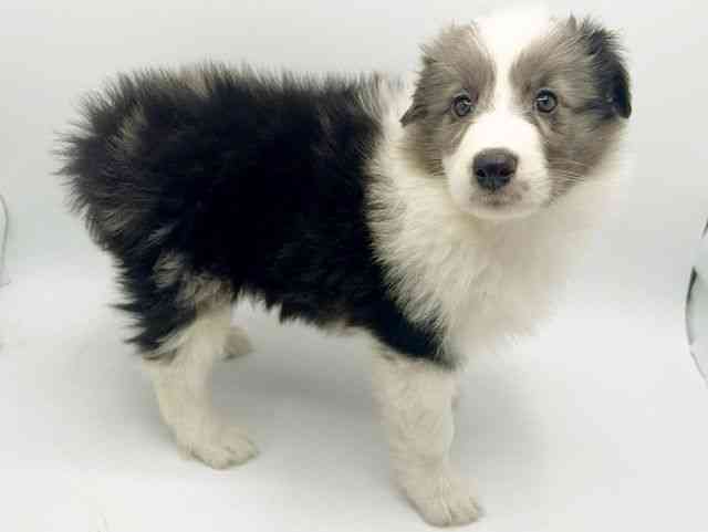 大阪府のハーフ犬・ミックス犬 (ひごペットフレンドリーみのおキューズモール店/2026年1月11日生まれ/女の子/ブルーマール)の子犬の2枚目の画像