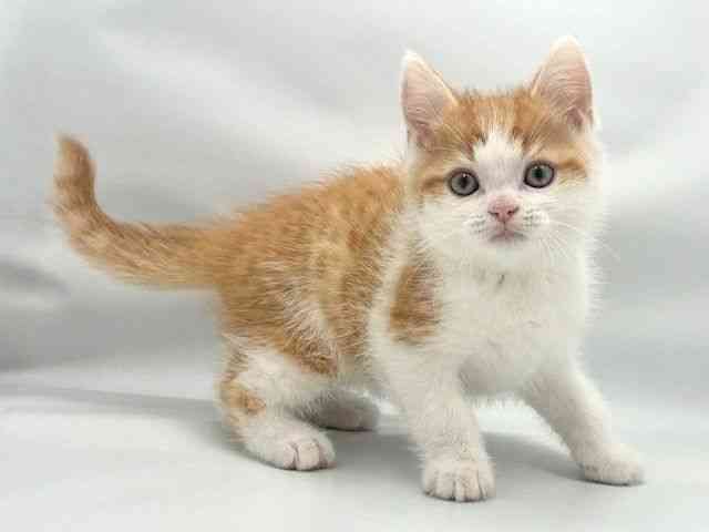 大阪府のスコティッシュフォールド (ひごペットフレンドリー東淀川店/2026年1月11日生まれ/男の子/レッドタビーホワイト)の子猫の2枚目の画像