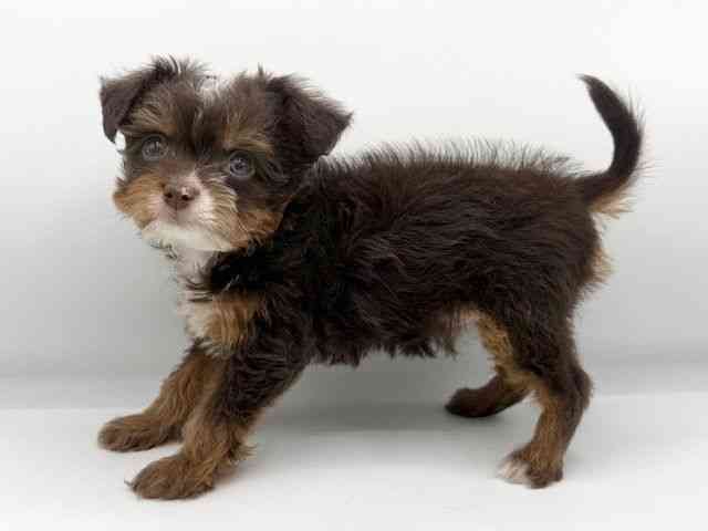 大阪府のチワプー/プーチー(チワワ×プードル) (ひごペットフレンドリーららぽーとEXPOCITY店/2026年1月15日生まれ/男の子/チョコレートタン)の子犬の2枚目の画像