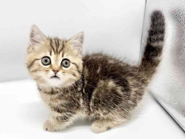 大阪府のミヌエット (ひごペットフレンドリーイオンタウン豊中庄内店/2026年1月16日生まれ/女の子/ブラウンタビー)の子猫の2枚目の画像