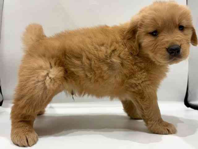 愛知県のゴールデンレトリバー (ひごペットフレンドリーヴィアモール アピタ江南西店/2026年1月17日生まれ/男の子/ゴールデン)の子犬の2枚目の画像