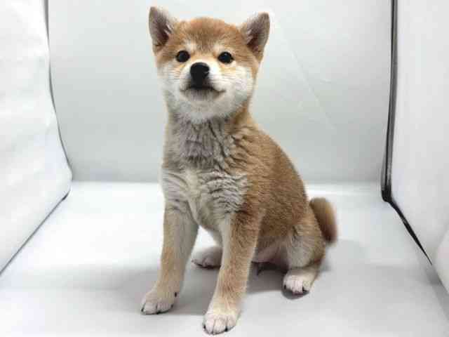 京都府の柴犬(標準サイズ) (ひごペットフレンドリー京都店/2026年1月17日生まれ/女の子/赤)の子犬の2枚目の画像