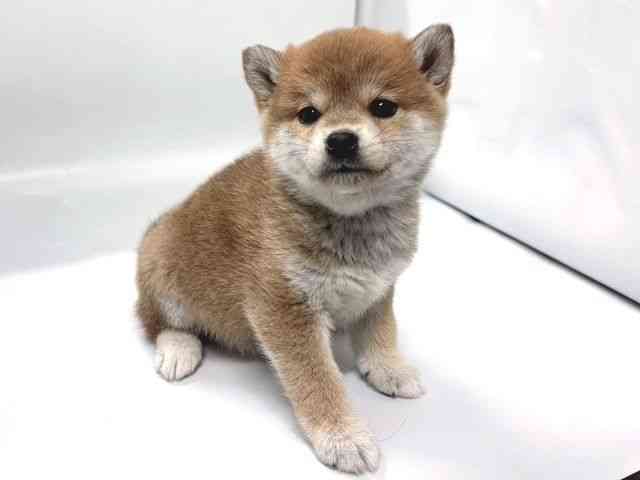 京都府の柴犬(標準サイズ) (ひごペットフレンドリー京都店/2026年1月17日生まれ/女の子/赤)の子犬の2枚目の画像