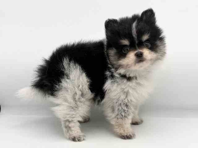 大阪府のポメラニアン (ひごペットフレンドリーららぽーとEXPOCITY店/2026年1月18日生まれ/男の子/ブラックタンホワイト)の子犬の2枚目の画像