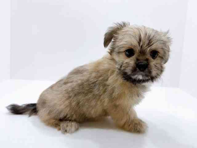 広島県のチワマル/マルチワ(チワワ×マルチーズ) (ひごペットフレンドリーフジグラン神辺店/2026年1月17日生まれ/女の子/フォーン)の子犬の2枚目の画像