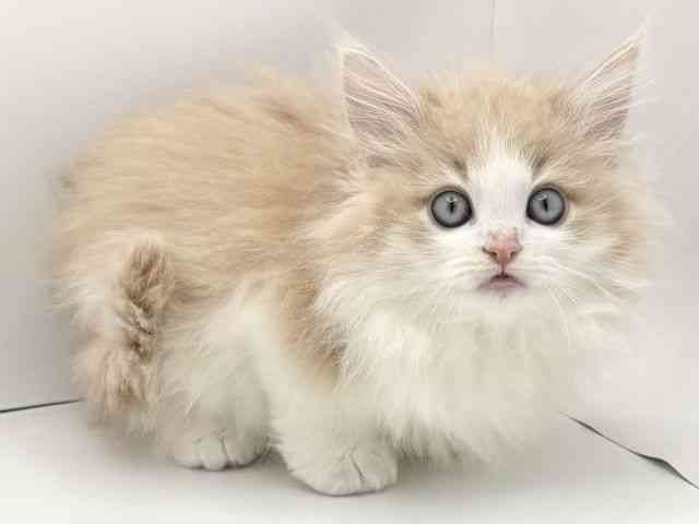 兵庫県のノルウェージャンフォレストキャット (ひごペットフレンドリークラウンパーク伊丹店/2026年1月18日生まれ/男の子/クリームホワイト)の子猫の2枚目の画像