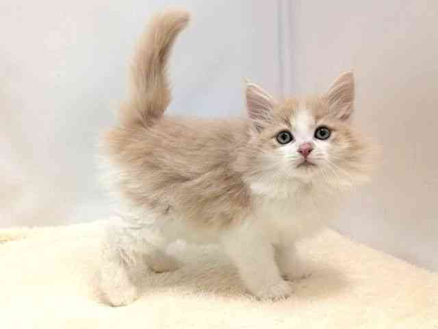 広島県のノルウェージャンフォレストキャット (ひごペットフレンドリーゆめタウン廿日市店/2026年1月18日生まれ/女の子/クリームホワイト)の子猫の2枚目の画像