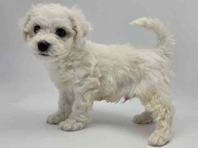 島根県のビションフリーゼ (ひごペットフレンドリーイオンモール出雲店/2026年1月17日生まれ/男の子/ホワイト)の子犬の2枚目の画像