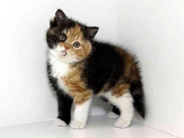 兵庫県のスコティッシュフォールド (ひごペットフレンドリーイトーヨーカドー明石店/2026年1月17日生まれ/女の子/キャリコ)の子猫の2枚目の画像
