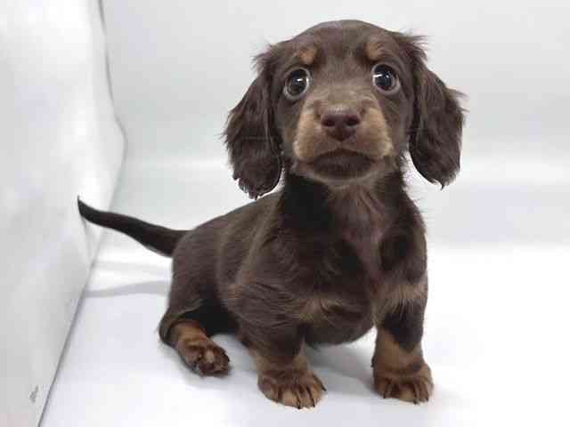 京都府のミニチュアダックスフンド(ロング) (ひごペットフレンドリー京都店/2026年1月17日生まれ/男の子/チョコレートタン)の子犬の2枚目の画像