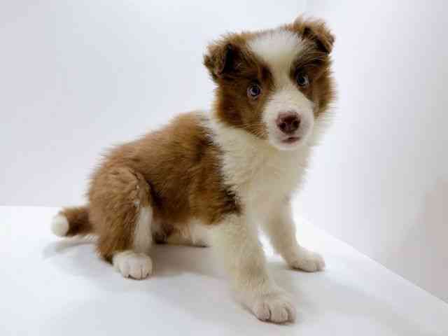 広島県のボーダーコリー (ひごペットフレンドリーフジグラン神辺店/2026年1月17日生まれ/男の子/チョコレートホワイト)の子犬の2枚目の画像