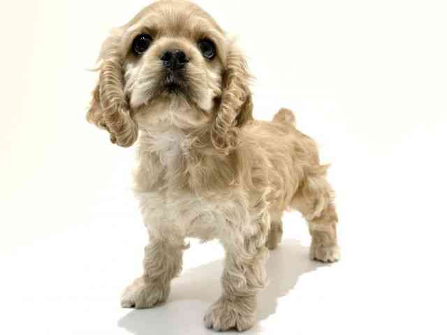 大阪府のアメリカンコッカースパニエル (ひごペットフレンドリーイオン高槻店/2026年1月16日生まれ/女の子/バフ)の子犬の2枚目の画像