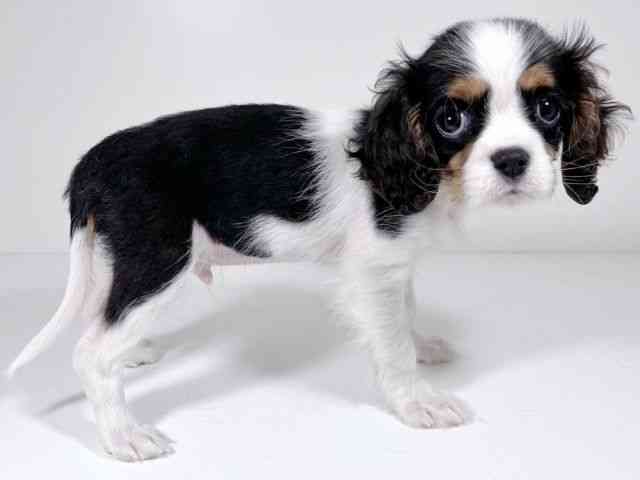 京都府のキャバリアキングチャールズスパニエル (ひごペットフレンドリーイズミヤショッピングセンター八幡店/2026年1月10日生まれ/男の子/トライカラー)の子犬の2枚目の画像