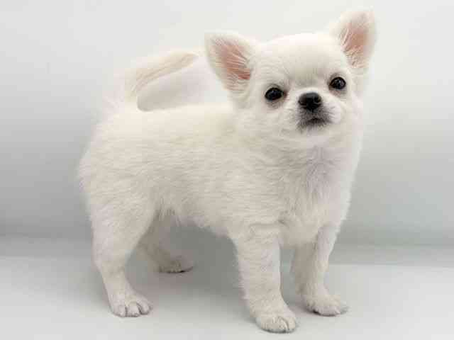 大阪府のチワワ(ロング) (ひごペットフレンドリーららぽーとEXPOCITY店/2026年1月13日生まれ/女の子/クリーム)の子犬の2枚目の画像