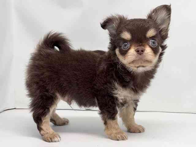 京都府のチワワ(ロング) (ひごペットフレンドリー洛北阪急スクエア店/2026年1月17日生まれ/男の子/チョコレートタンホワイト)の子犬の2枚目の画像