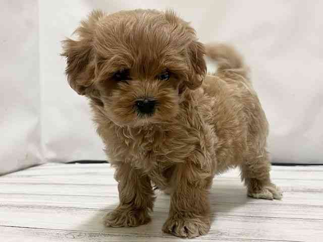 和歌山県のハーフ犬・ミックス犬 (ひごペットフレンドリーパームシティ和歌山店/2026年1月13日生まれ/男の子/クリーム)の子犬の2枚目の画像