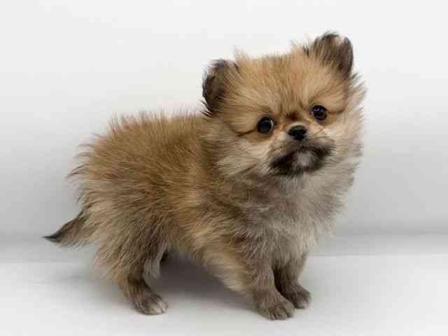 大阪府のペキポメ/ポメペキ(ペキニーズ×ポメラニアン) (ひごペットフレンドリーららぽーとEXPOCITY店/2026年1月18日生まれ/女の子/ブラウン)の子犬の2枚目の画像