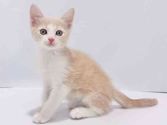 大阪府のマンチカン (ひごペットフレンドリーイズミヤショッピングセンター千里丘店/2026年1月18日生まれ/男の子/クリームタビーホワイト)の子猫の2枚目の画像