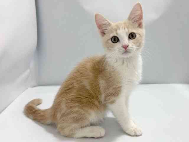 大阪府のマンチカン (ひごペットフレンドリーイズミヤショッピングセンター千里丘店/2026年1月18日生まれ/男の子/クリームタビーホワイト)の子猫の2枚目の画像