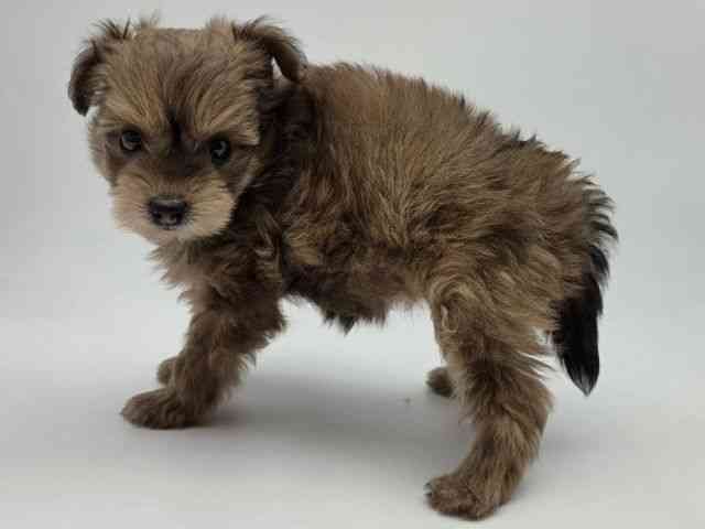 島根県のポメプー(ポメラニアン×プードル) (ひごペットフレンドリーイオンモール出雲店/2026年1月17日生まれ/女の子/レッド)の子犬の2枚目の画像