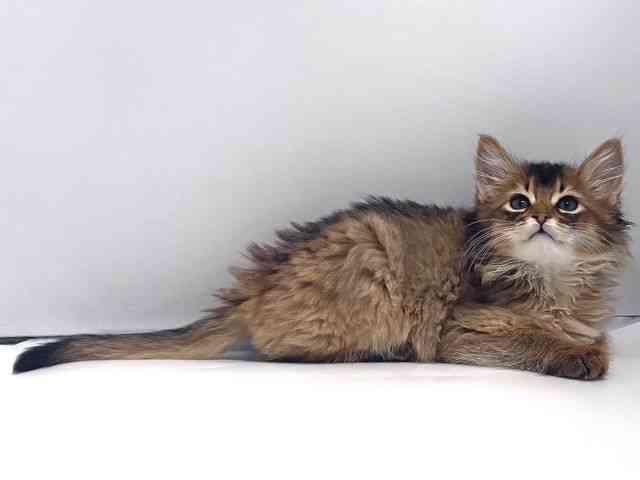 奈良県のソマリ (ひごペットフレンドリー奈良パワーシティ店/2026年1月12日生まれ/男の子/ルディ)の子猫の2枚目の画像