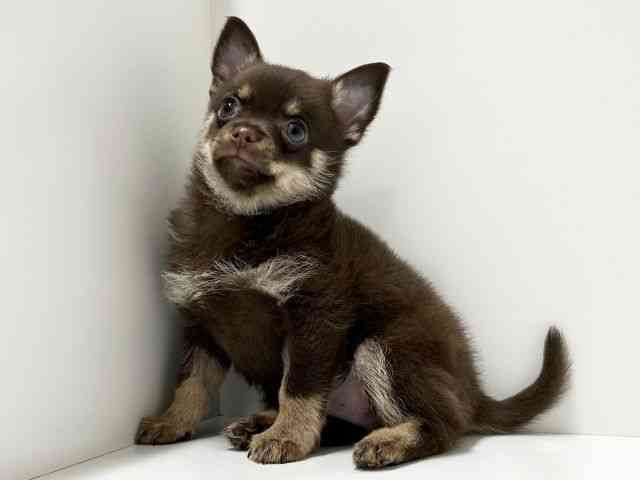 愛知県のポメチワ/チワポメ/ポメチー(ポメラニアン×チワワ) (ひごペットフレンドリーららぽーと名古屋みなとアクルス店/2026年1月17日生まれ/男の子/チョコレートタン)の子犬の2枚目の画像