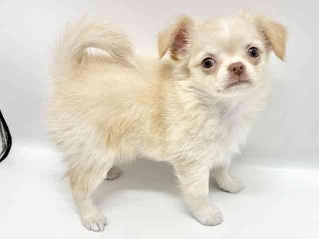 大阪府のチワワ(ロング) (ひごペットフレンドリーイオンタウン豊中庄内店/2026年1月8日生まれ/男の子/クリームホワイト)の子犬の2枚目の画像