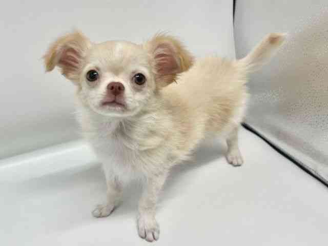 大阪府のチワワ(ロング) (ひごペットフレンドリーイオンタウン豊中庄内店/2026年1月8日生まれ/男の子/クリームホワイト)の子犬の2枚目の画像