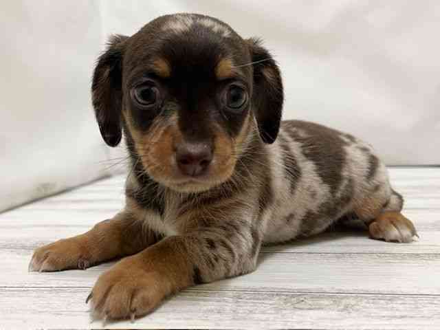 和歌山県のチワックス(チワワ×ダックス) (ひごペットフレンドリーパームシティ和歌山店/2026年1月15日生まれ/男の子/チョコレートダップル)の子犬の2枚目の画像