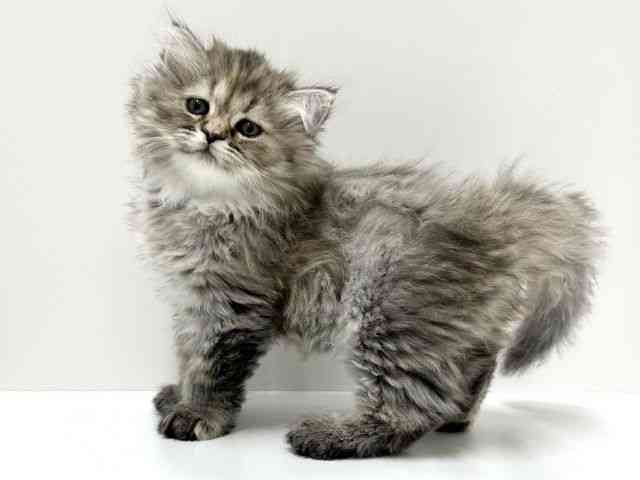 愛知県のスコティッシュフォールド (ひごペットフレンドリーららぽーと名古屋みなとアクルス店/2026年1月17日生まれ/女の子/ブラウンパッチドタビー)の子猫の2枚目の画像