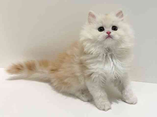 大阪府のラガマフィン (ひごペットフレンドリーイオン高槻店/2026年1月15日生まれ/女の子/レッドタビーホワイト)の子猫の2枚目の画像