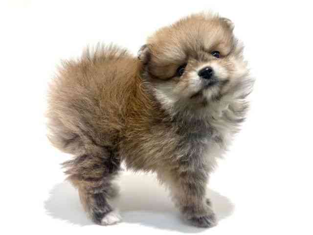 大阪府のポメラニアン (ひごペットフレンドリーイオン高槻店/2026年1月17日生まれ/女の子/オレンジセーブル)の子犬の2枚目の画像