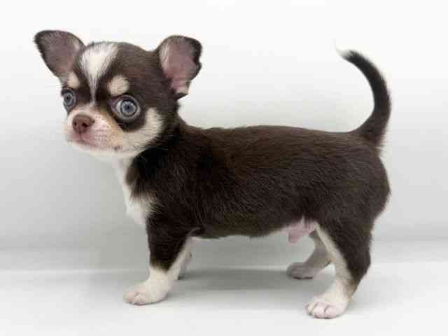 大阪府のチワワ(スムース) (ひごペットフレンドリーららぽーとEXPOCITY店/2026年1月18日生まれ/男の子/チョコレートクリームホワイト)の子犬の2枚目の画像