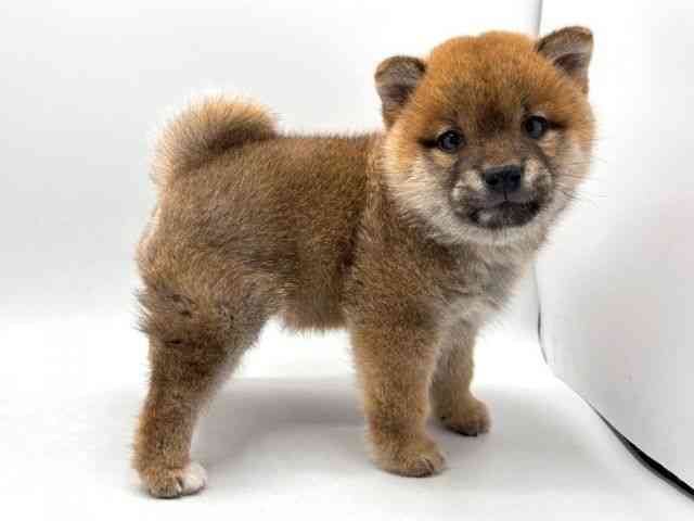 奈良県の柴犬(標準サイズ) (ひごペットフレンドリー田原本店/2026年1月16日生まれ/女の子/赤)の子犬の2枚目の画像