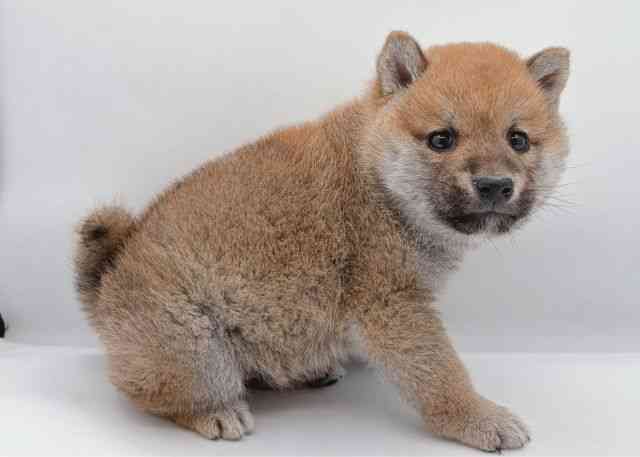 島根県の柴犬(標準サイズ) (ひごペットフレンドリーイオン松江ショッピングセンター店/2026年1月18日生まれ/男の子/赤)の子犬の2枚目の画像