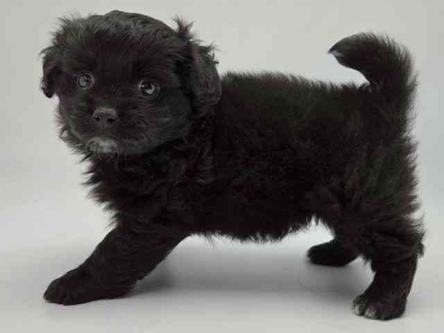 島根県のペキプー(ペキニーズ×プードル) (ひごペットフレンドリーイオンモール出雲店/2026年1月19日生まれ/女の子/ブラック)の子犬の2枚目の画像