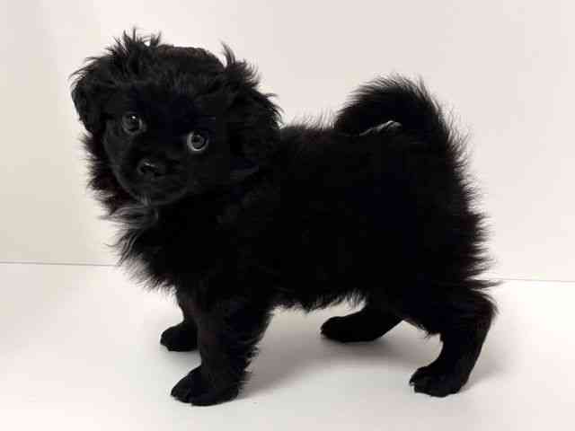 愛知県のペキプー(ペキニーズ×プードル) (ひごペットフレンドリーイトーヨーカドー知多店/2026年1月19日生まれ/男の子/ブラック)の子犬の2枚目の画像