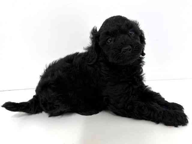 大阪府のトイプードル(トイ) (ひごペットフレンドリーベルファⅡ都島店/2026年1月17日生まれ/女の子/ブラック)の子犬の2枚目の画像