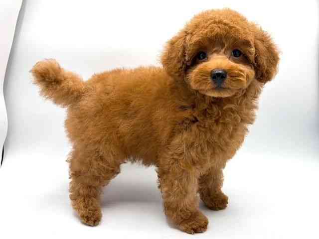 奈良県のトイプードル(トイ) (ひごペットフレンドリー田原本店/2026年1月17日生まれ/男の子/レッドフォーン)の子犬の2枚目の画像