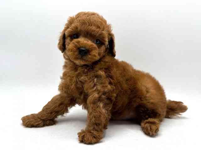 奈良県のトイプードル(トイ) (ひごペットフレンドリー田原本店/2026年1月17日生まれ/男の子/レッドフォーン)の子犬の2枚目の画像