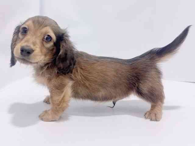 大阪府のミニチュアダックスフンド(ロング) (ひごペットフレンドリーイズミヤショッピングセンター千里丘店/2026年1月19日生まれ/男の子/レッド)の子犬の2枚目の画像