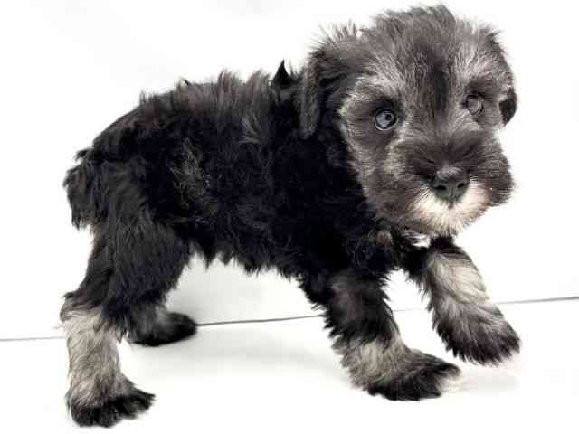 兵庫県のミニチュアシュナウザー (ひごペットフレンドリークラウンパーク伊丹店/2026年1月18日生まれ/女の子/ソルトペッパー)の子犬の2枚目の画像