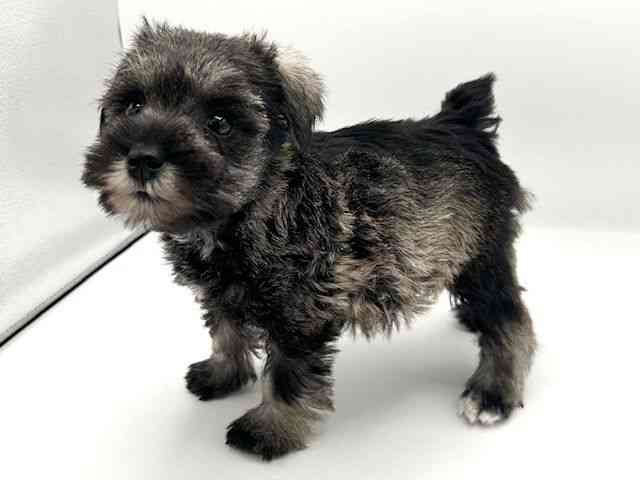 京都府のミニチュアシュナウザー (ひごペットフレンドリーイオンモール高の原店/2026年1月18日生まれ/女の子/ソルトペッパー)の子犬の2枚目の画像